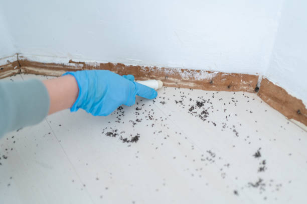 Professional Pest Control in Brookhaven, PA